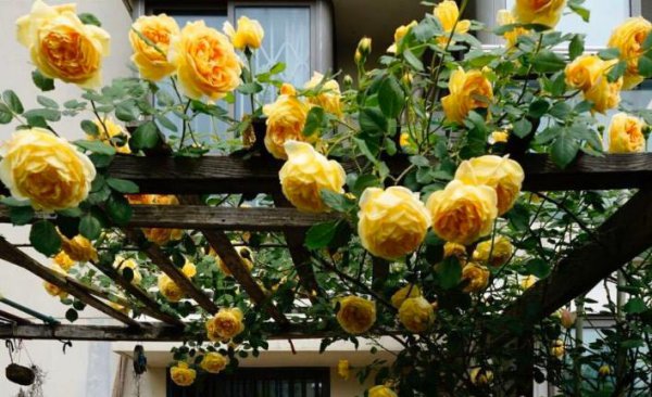 黄金庆典月季优缺点