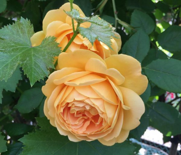 黄金庆典月季优缺点