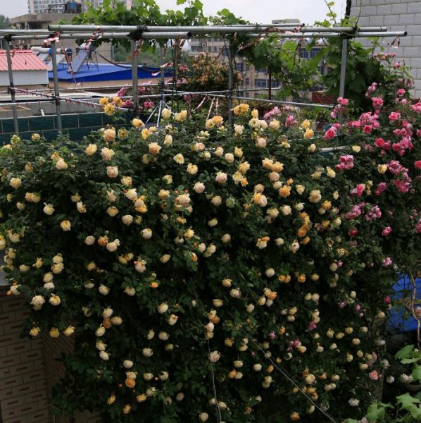 黄金庆典月季优缺点