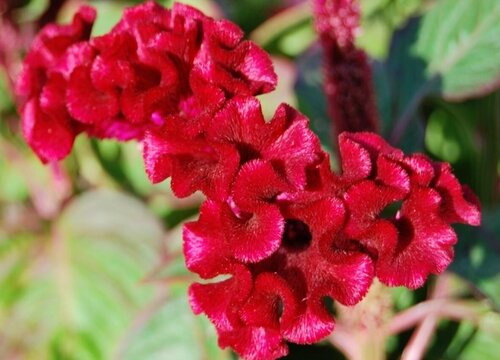 鸡冠花的种植方法和注意事项