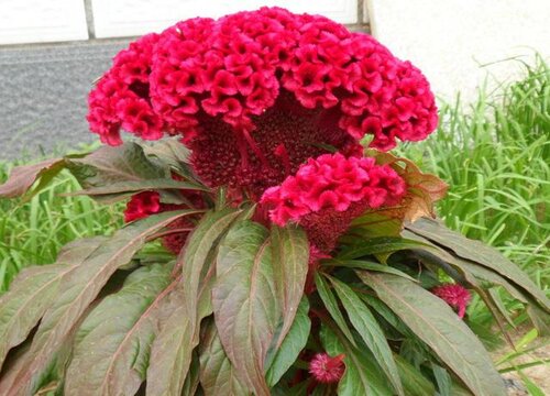 鸡冠花的种植方法和注意事项