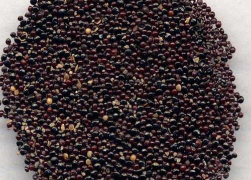 鸡冠花的种植方法和注意事项