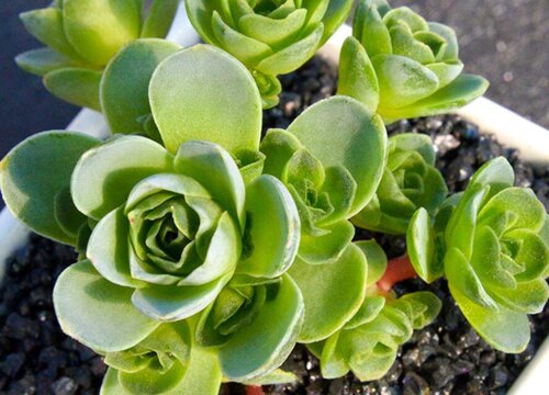 山地玫瑰冬天怎么养护