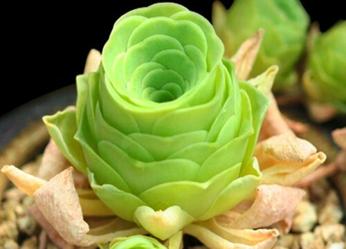 山地玫瑰冬天怎么养护