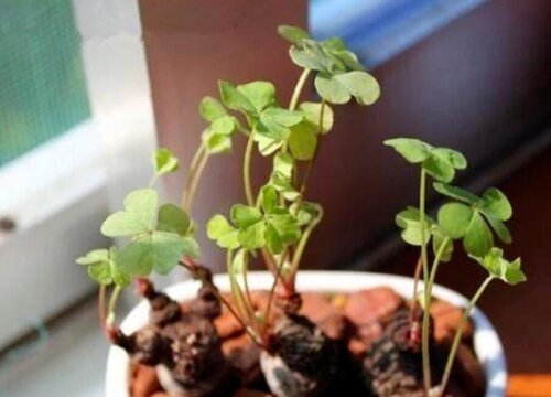 三叶草可以水培吗