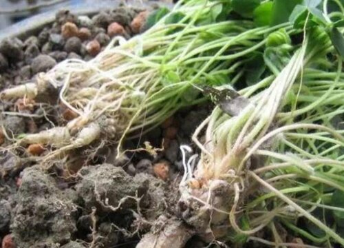 三叶草可以水培吗