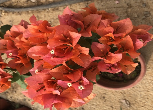 三角梅在冬季如何帮助分化花芽