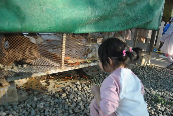 顺峰山公园景点介绍
