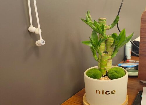 富贵竹黄叶如何进行处理