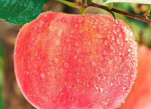 苹果的保存最佳方法