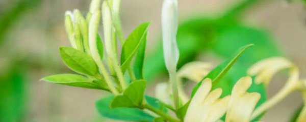 金银花叶子干枯怎么办