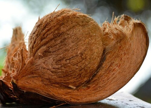 椰子皮怎么剥开