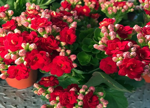 室内种什么花最好