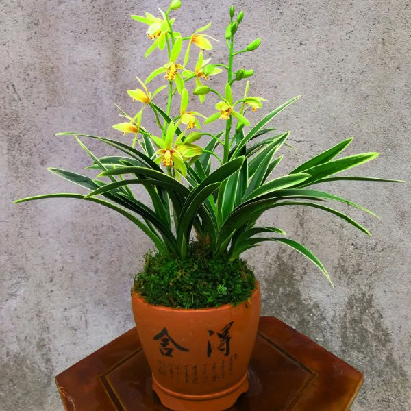 室内种什么花最好