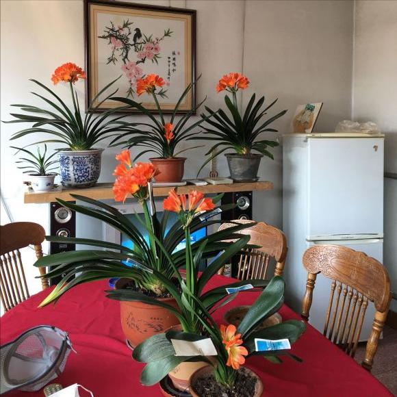 室内种什么花最好