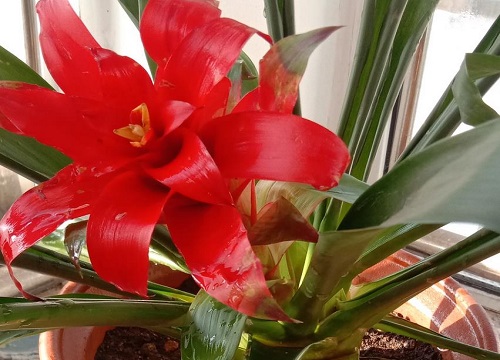 室内种什么花最好