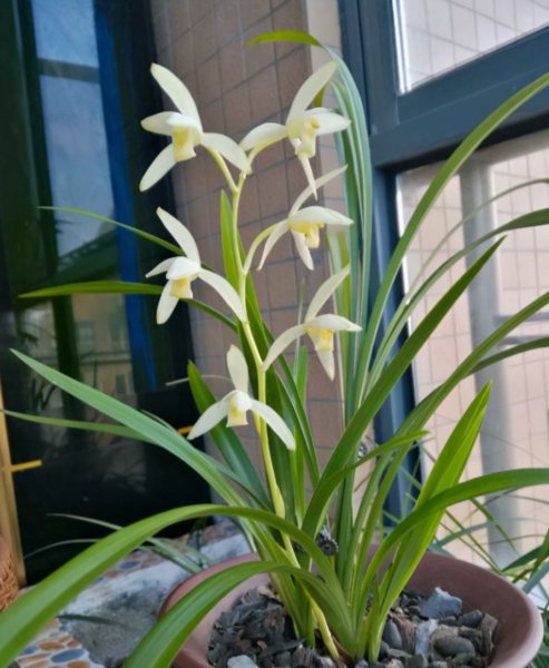 室内种什么花最好