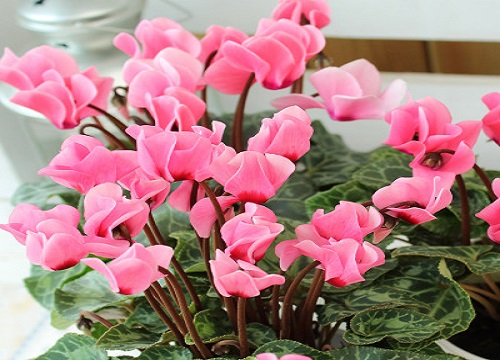 室内种什么花最好