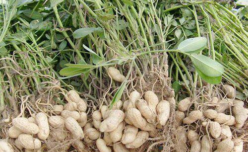 花生清棵的主要作用有哪些