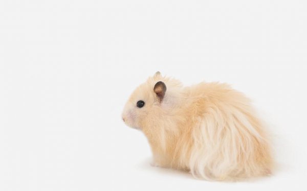 刚生下的仓鼠怎么处理