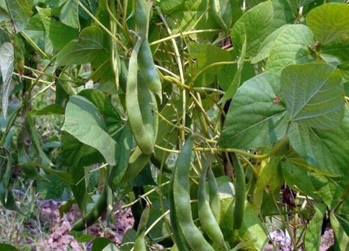 红腰豆种植时间和方法