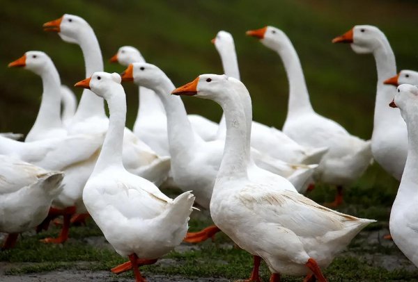 鹅养久了对家里好不好