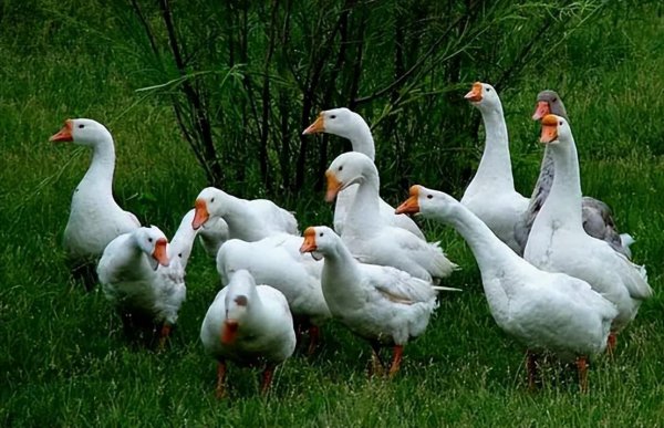 鹅养久了对家里好不好