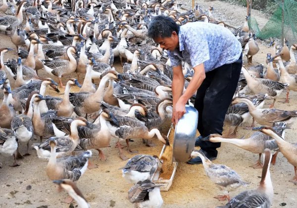 鹅养久了对家里好不好