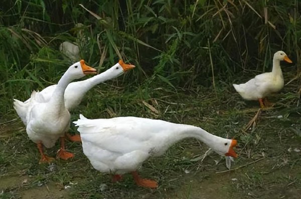 鹅养久了对家里好不好