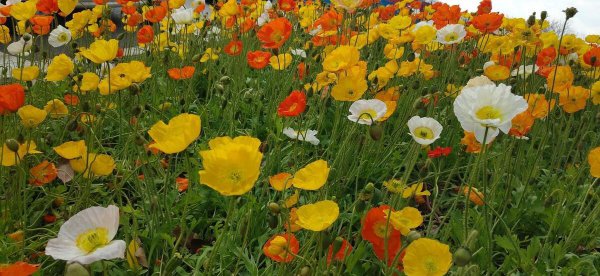 虞美人第二年能自生吗