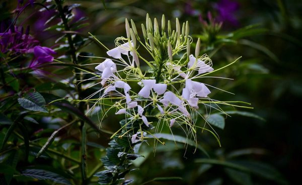 虞美人第二年能自生吗