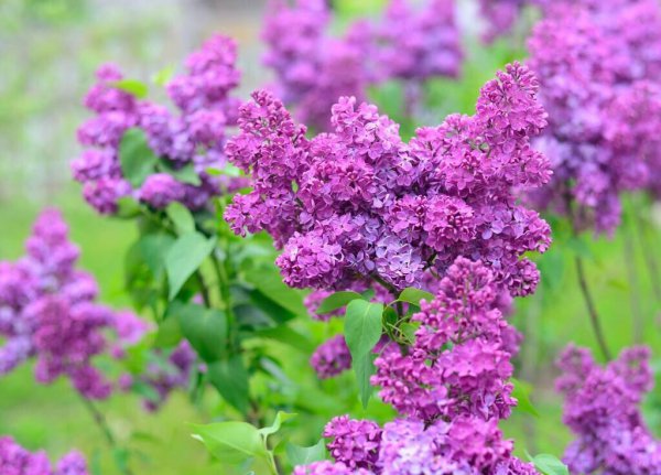 虞美人第二年能自生吗