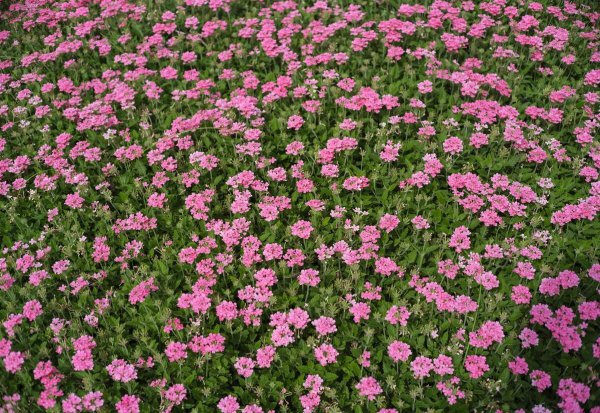 虞美人第二年能自生吗