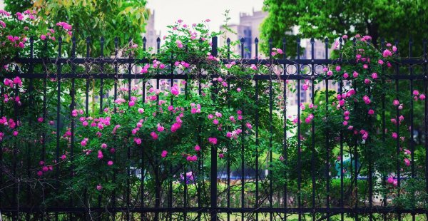 虞美人第二年能自生吗