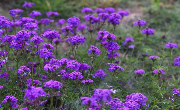 虞美人第二年能自生吗