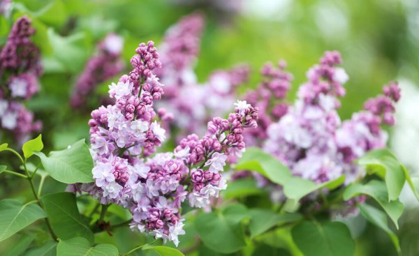 虞美人第二年能自生吗