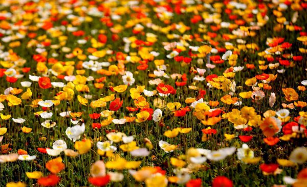 虞美人第二年能自生吗