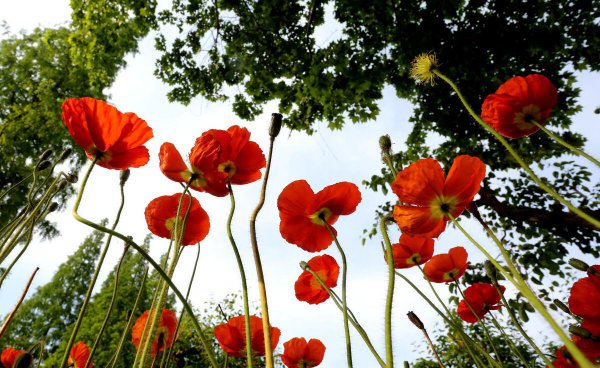 虞美人第二年能自生吗