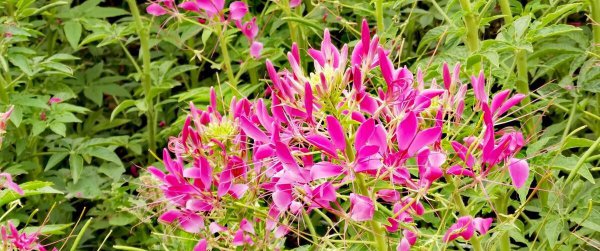 虞美人第二年能自生吗