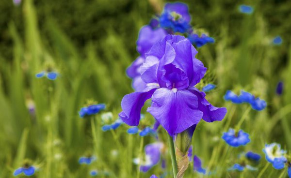 虞美人第二年能自生吗