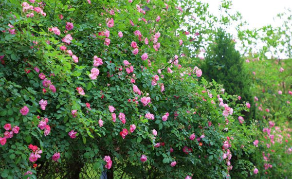 虞美人第二年能自生吗