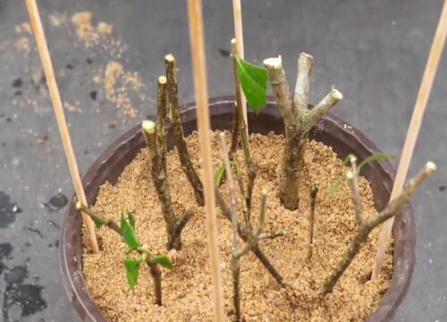 秋季扦插生根的栀子花冬季如何管理