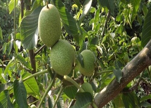 中国核桃四种最好品种