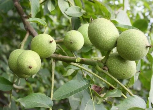 中国核桃四种最好品种