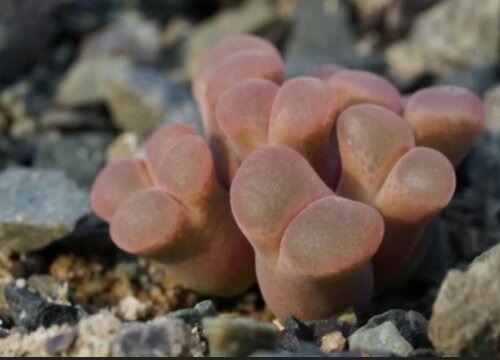 如何让无根的肉锥发根