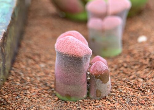 如何让无根的肉锥发根