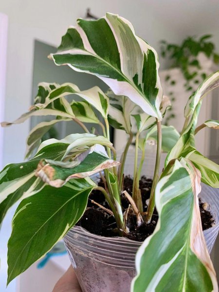 竹芋叶子干枯卷曲怎么补救