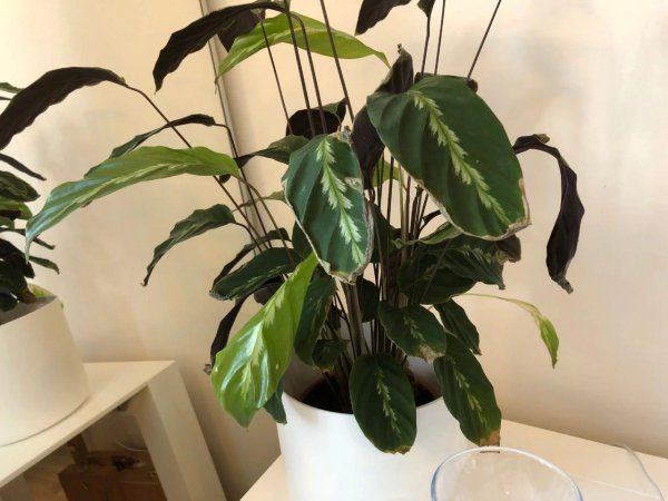 竹芋叶子干枯卷曲怎么补救