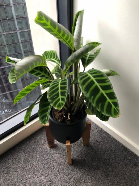 竹芋叶子干枯卷曲怎么补救