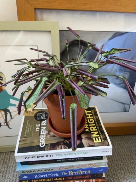 竹芋叶子干枯卷曲怎么补救